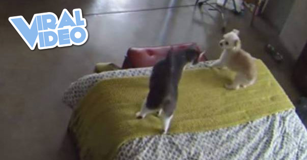 Viral Video: Cat Shuts Up Dog