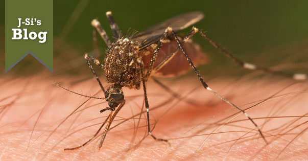 J-Si’s Blog: Mosquito Drama