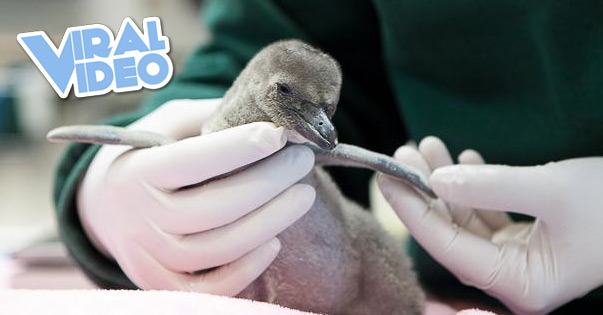 Viral Video: Chris Pratt and Anna Faris name baby penguin