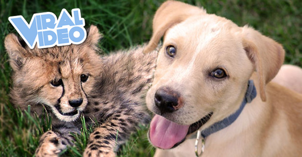 Viral Video: Cheetah Cub & Puppy Friendship