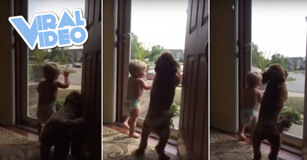 Viral Video: Toddler and dog – Daddy’s home!