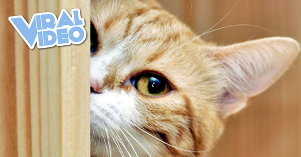 Viral Video: ‘Jerk’ Cat Walks Through Kitty-Door