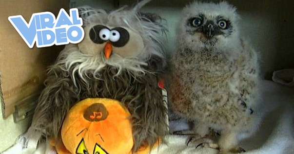 Viral Video: Cute Fuzzy Owl Dances to “Monster Mash”