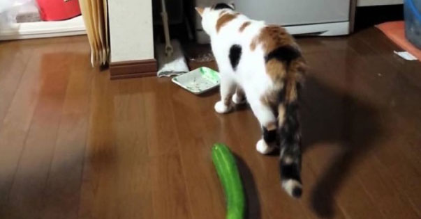 Cats Spooked by Cucumbers Compilation 