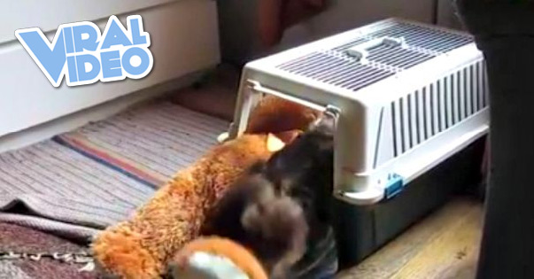 Viral Video: Tiny Determined Dachshund