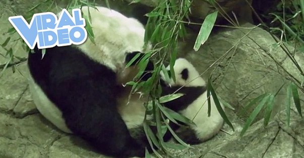 Viral Video: A Baby Panda’s Wobbly First Steps