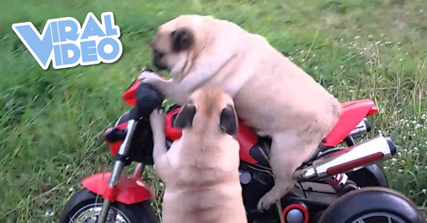 Viral Video: Pug Rides A Motorcycle