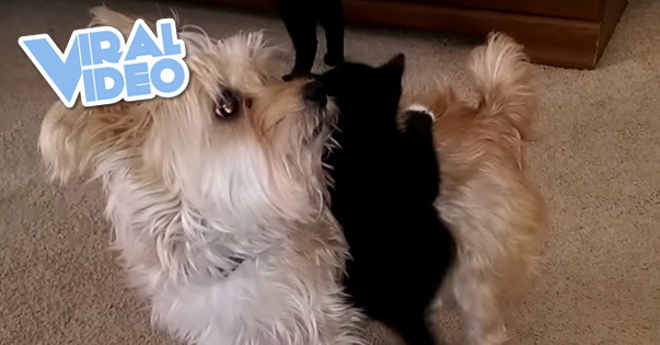 Viral Video: Kitten Wants A Piggyback