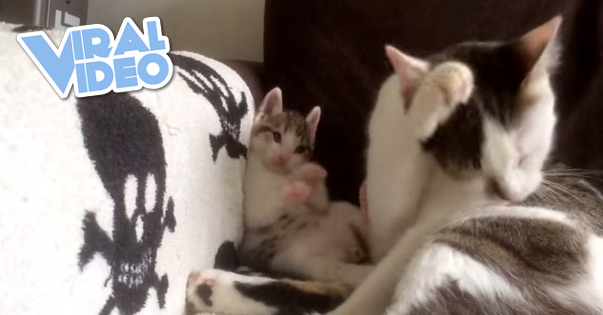 Viral Video: Adorable Copycat