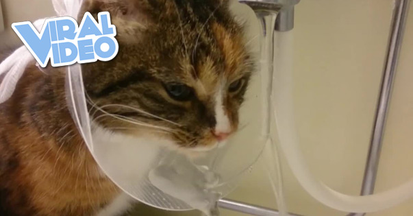 Viral Video: Kitten drinking from the cone