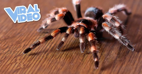 Viral Video: Spider Scare