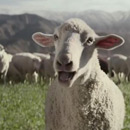 super-bowl-singing-sheep