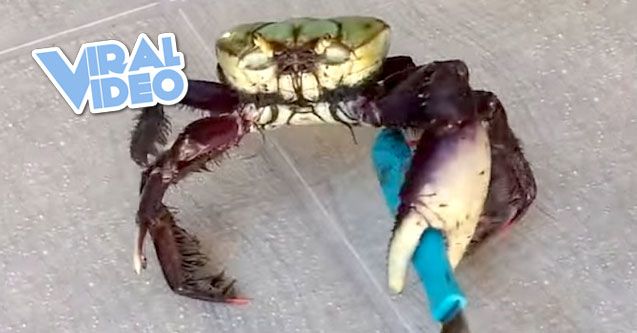 Viral Video: Gangster Crab Holds A Knife