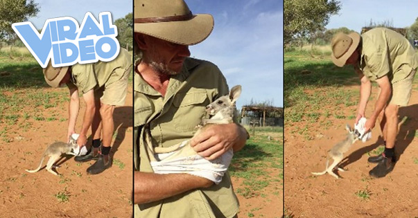 Viral Video: Baby kangaroo jumps into human-made pouch