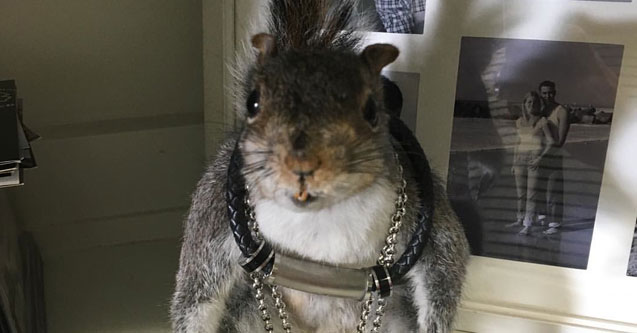 Adopt J-Si’s Squirrel!