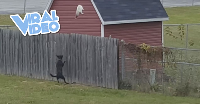 Viral Video: The Great Houdini Cat Escapes Chasing Dog