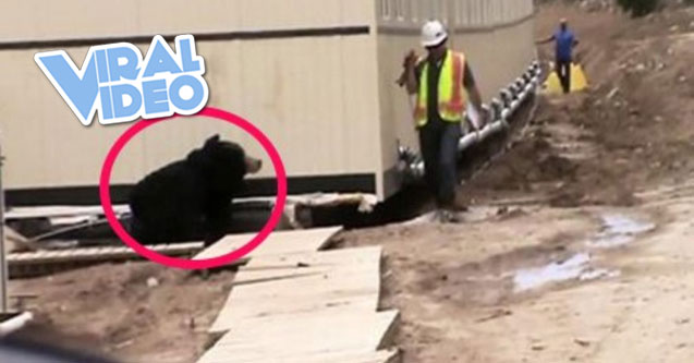 Viral Video: Oilfield Bear Prank