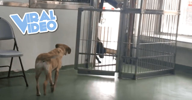 Viral Video: Puppy Reunion with Siblings Four Years After Adoption