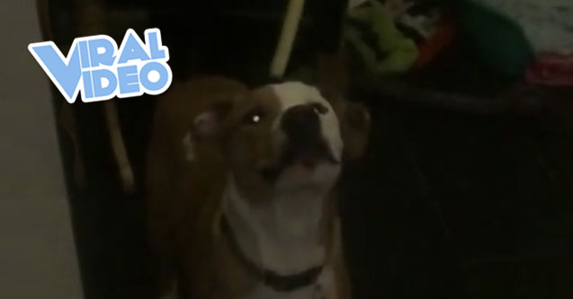 Viral Video: Slow motion captures extent of dog’s poor reaction time