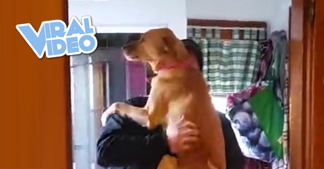Viral Video: Emotional dog welcomes home owner