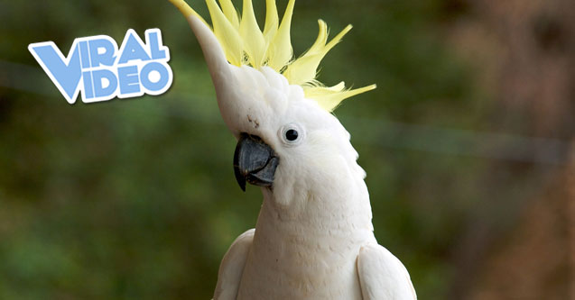 Viral Video: Cockatoo Destroys Toy Cup Town