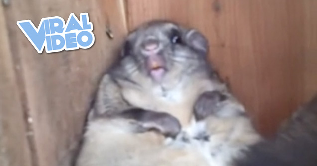 Viral Video: Horrible Fat Squirrel