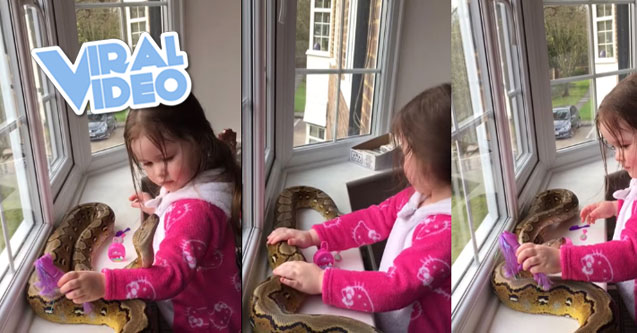 Viral Video: 3-year-old girl hugs 8-foot-long pet python