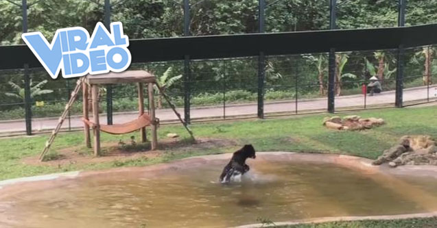 Viral Video: Bear jumps for joy after being rescued