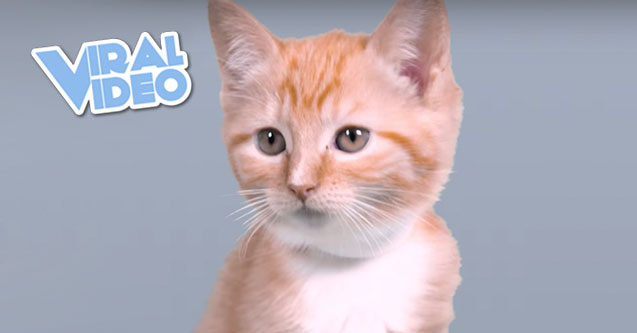 Viral Video: 100 Years of Kitten Beauty in 60 Seconds