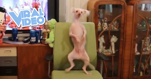 Viral Video: Hairless dog dancing to a grandma playing polka