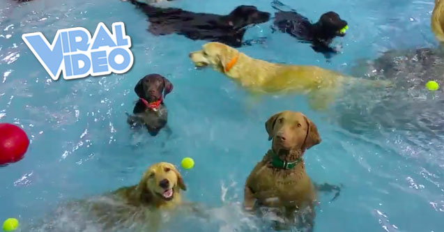 Viral Video: The Socially Awkward Dog at the Pool