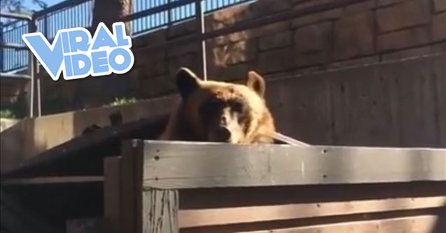 Viral Video: Hey bear!