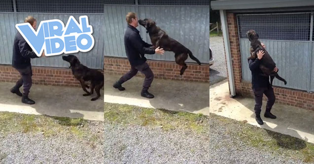 Viral Video: Happy police dog gets reunited with handler