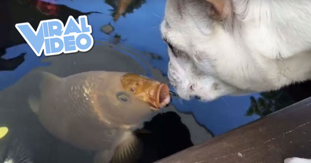 Viral Video: Bulldog and fish caught kissing
