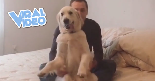 Viral Video: Adorable dog trust falls
