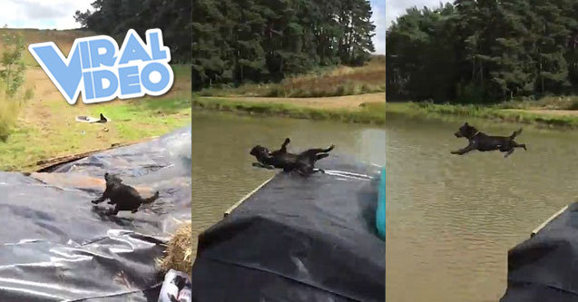 Viral Video: Dog gets wild water slide ride