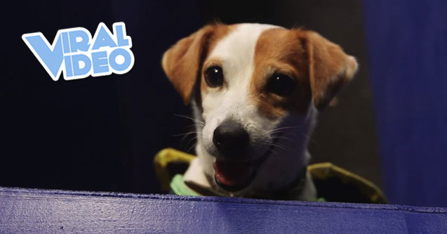 Viral Video: Pac-Dog Animal Arcade