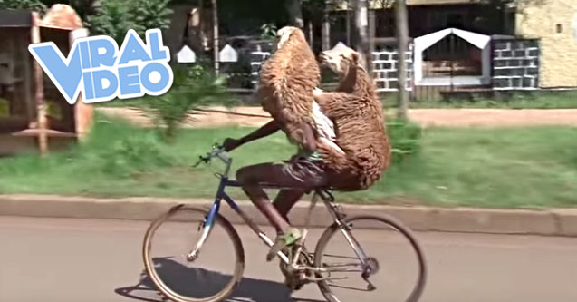 Viral Video: Man Carries Two Sheep on Bicycle
