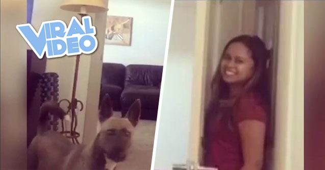 Viral Video: Dog Sucks At Hide And Seek