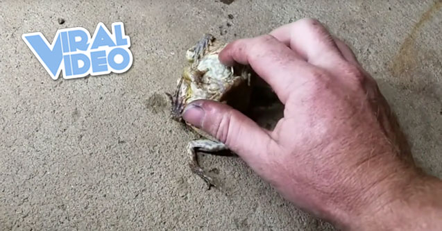 Viral Video: Toad Stacking Demonstration
