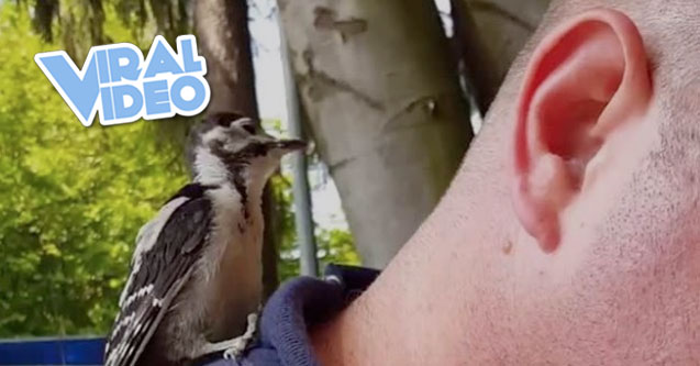 Viral Video: Woodpecker is confused about trees