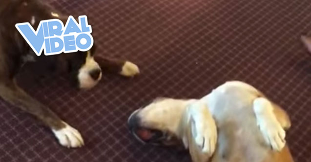 Viral Video: Dog Plays Dead and Makes His Buddy Worried