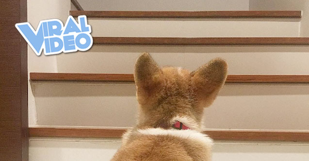 Viral Video: Corgi is serious about the stairs
