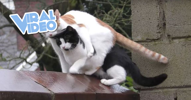 Viral Video: Cats Stack