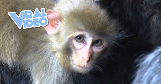 Viral Video: Baby monkey befriends a goat