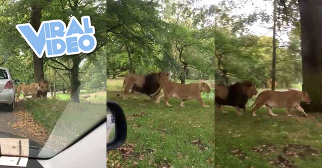 Viral Video: Safari trip takes a turn for the worse