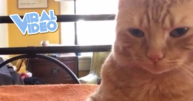 Viral Video: Vengeance Meow