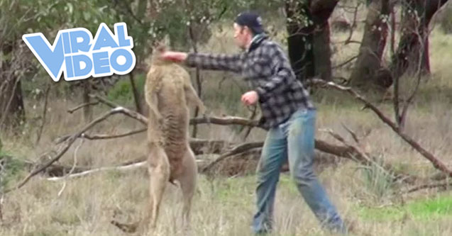 Viral Video: Man punches a kangaroo in the face