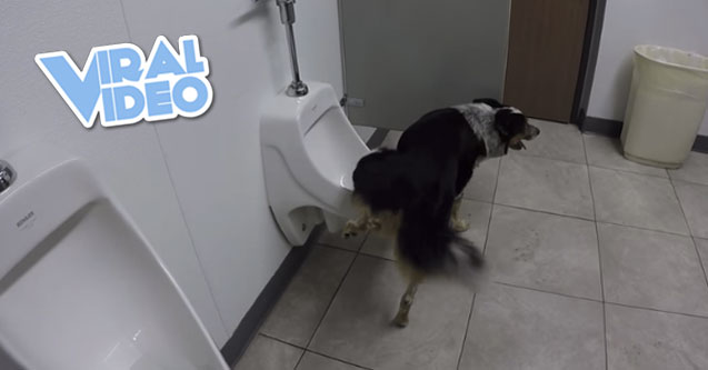 Viral Video: Dog Does What?