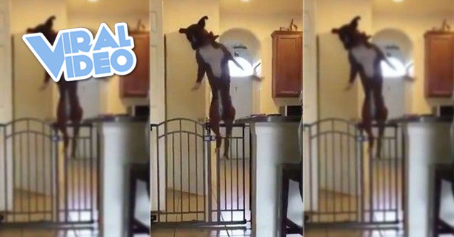 Viral Video: Dog Jumps Over Gate Like It’s NBD